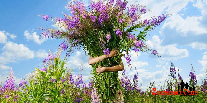 Как заготовить иван чай в домашних условиях
