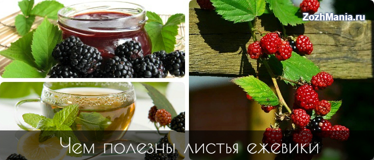 Лист ежевики полезные свойства