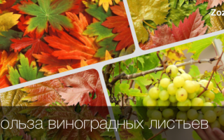 Листья винограда полезные свойства и противопоказания