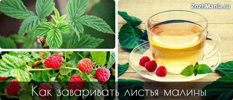 Малиновые листья полезные свойства
