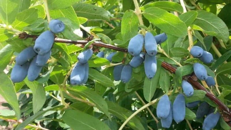 Уход за жимолостью осенью подготовка к зиме