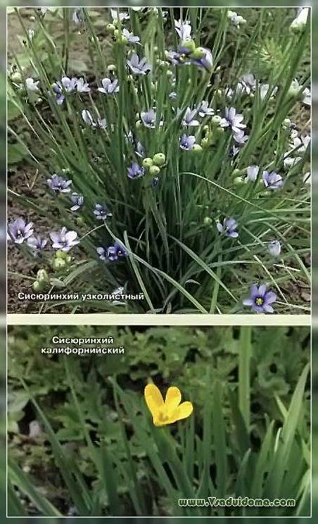 Антиклея в ландшафтном дизайне
