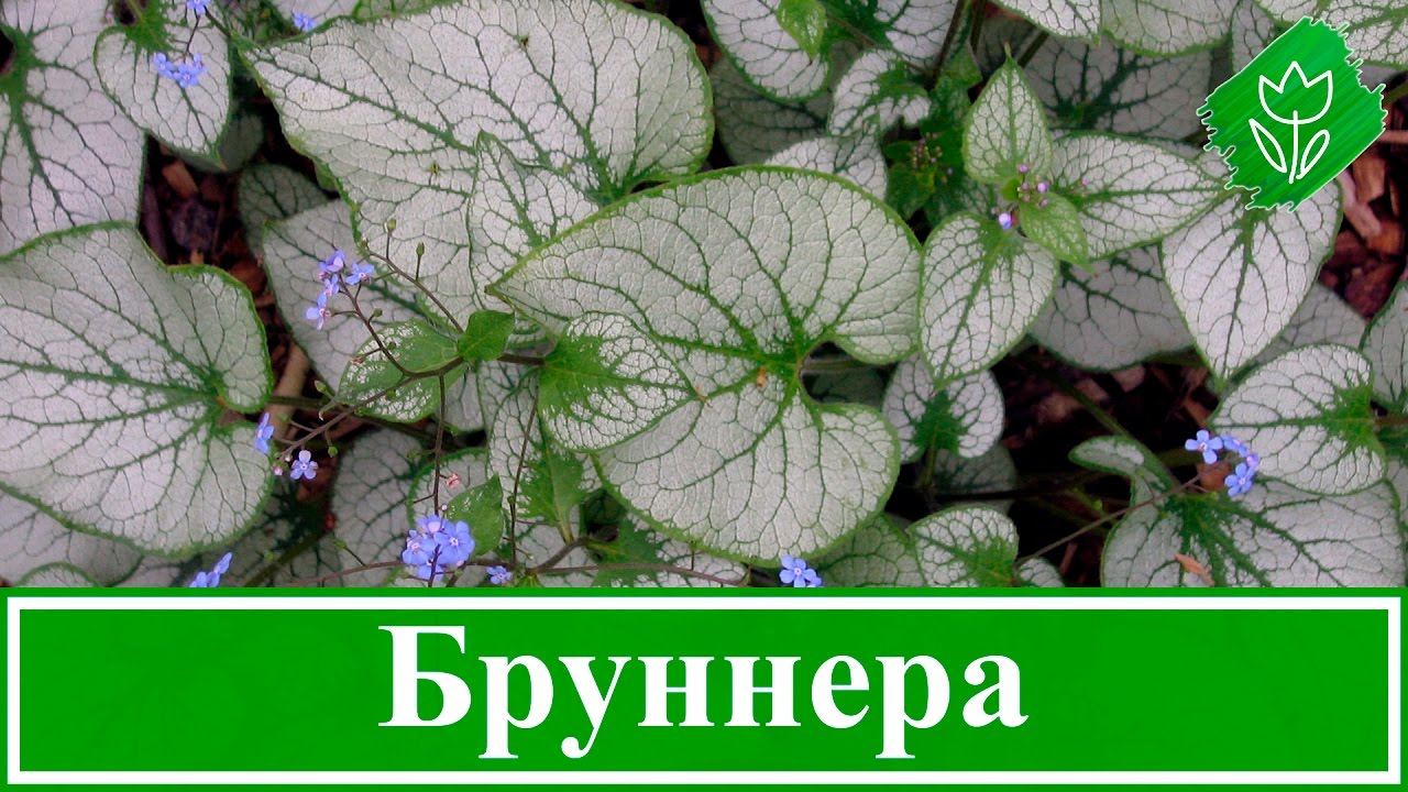 Бруннера крупнолистная в ландшафтном дизайне