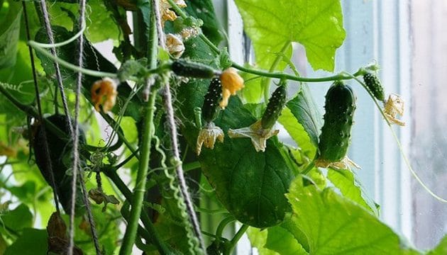 Зимнее выращивание огурцов на подоконнике