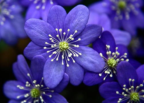 Название синих цветов
