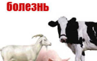 Беломышечная болезнь телят симптомы