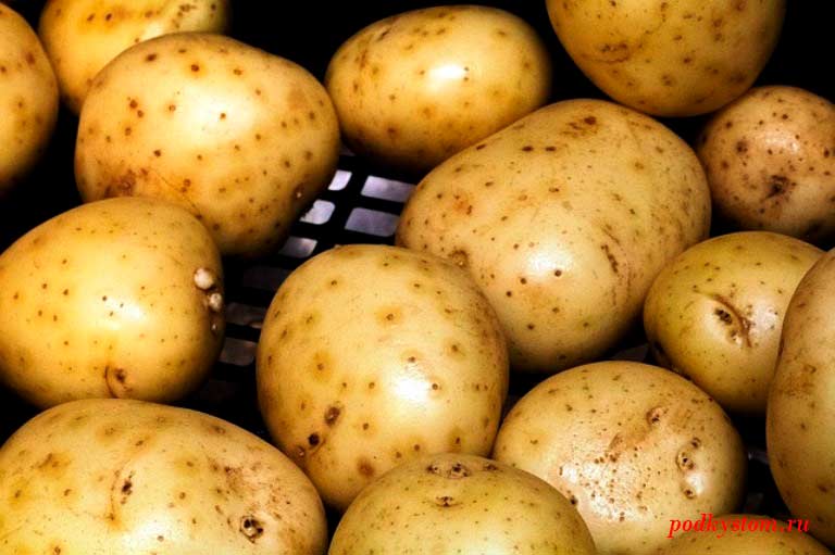 Болезни картофеля в картинках