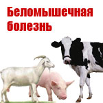 Болезни молодняка крс