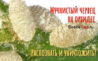 Червец на орхидеях как бороться