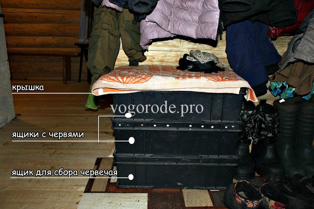 Дождевые черви разведение в домашних условиях