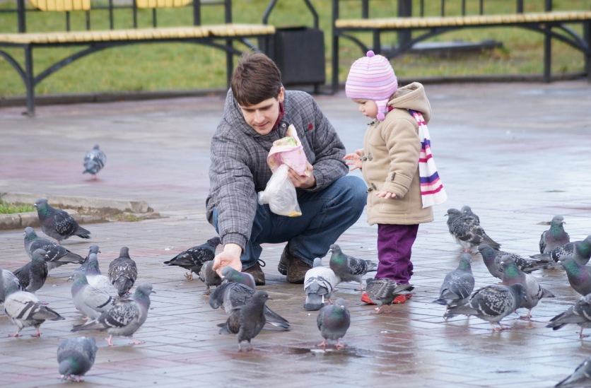 Какие болезни переносят голуби