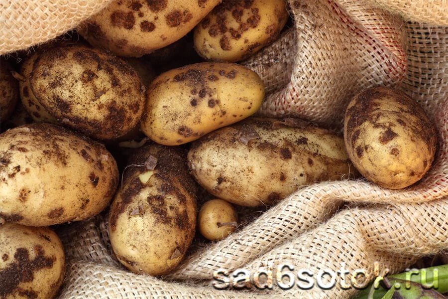Обыкновенная парша картофеля
