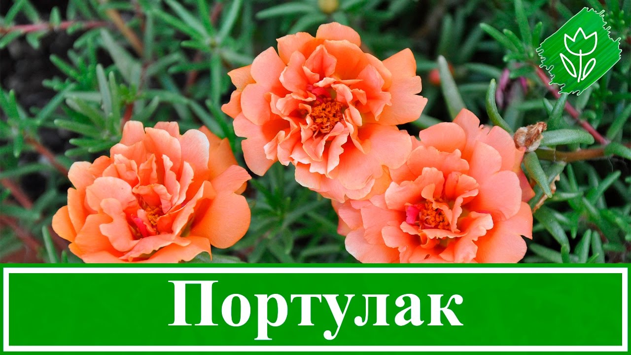 Портулак махровый выращивание из семян