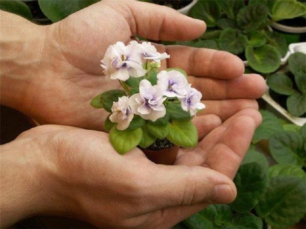 Чем поливать комнатные растения для лучшего роста в домашних условиях