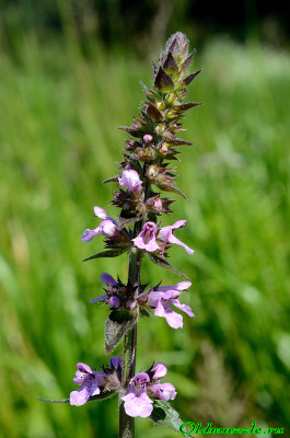 Чистец болотный stachys palustris l