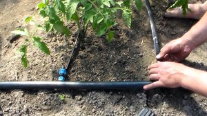 Что нужно для капельного полива в теплице