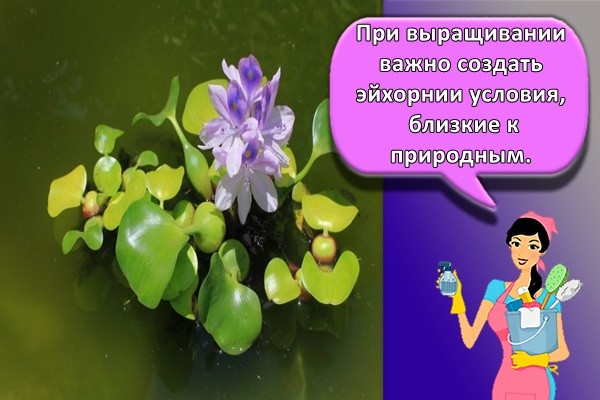Эйхорния в садовом пруду