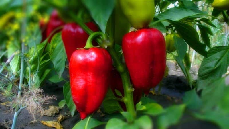 Полив перца в теплице и мульчирование