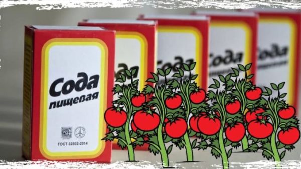 Полив помидор пищевой содой как подкармливать