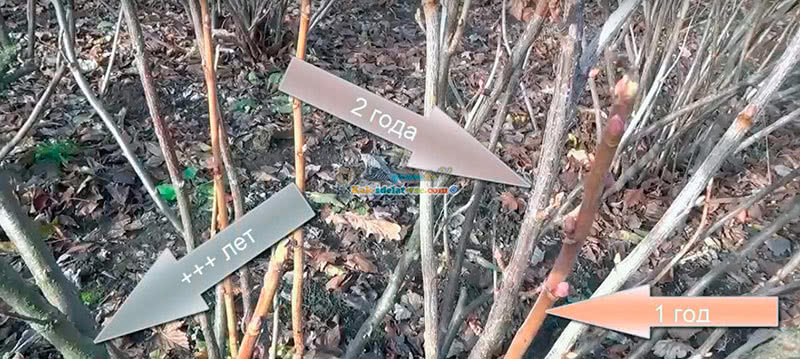 Полив смородины после сбора урожая