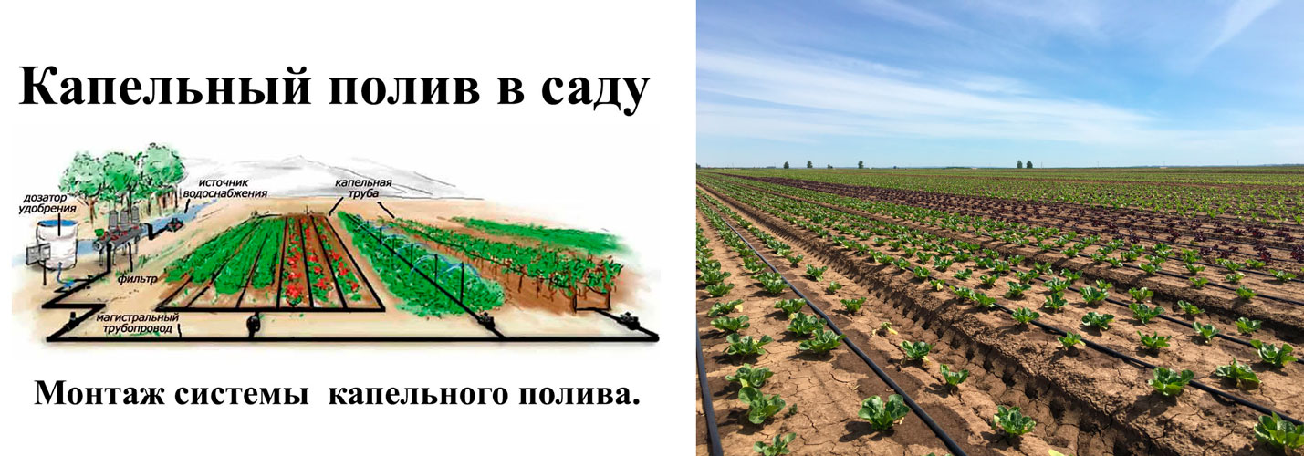 Преимущества микрокапельного полива растений