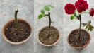 Розы для начинающих цветоводов