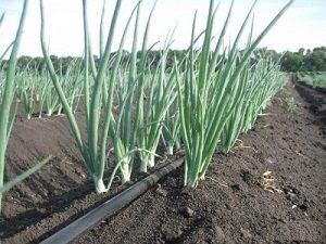 Советы по самостоятельной установке и обслуживанию системы капельного полива
