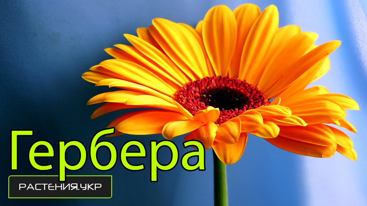 Уход за герберой в горшке в домашних условиях полив