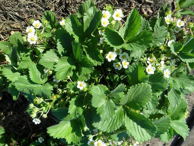Уход за клубникой альбион после полива