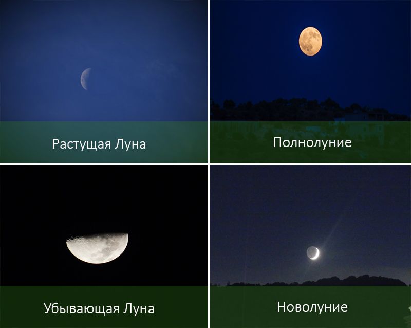 Уход за комнатными цветами полив подкормка по лунному календарю