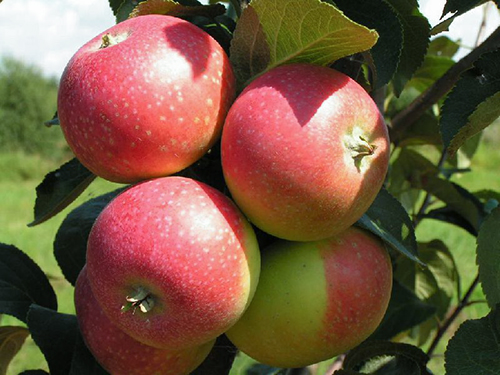 Яблоня елена описание сорта фото отзывы садоводов недостатки оценка вкуса